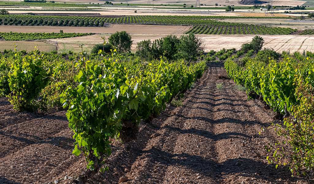 Bodega Cigales Wijnhuis Petit Clos