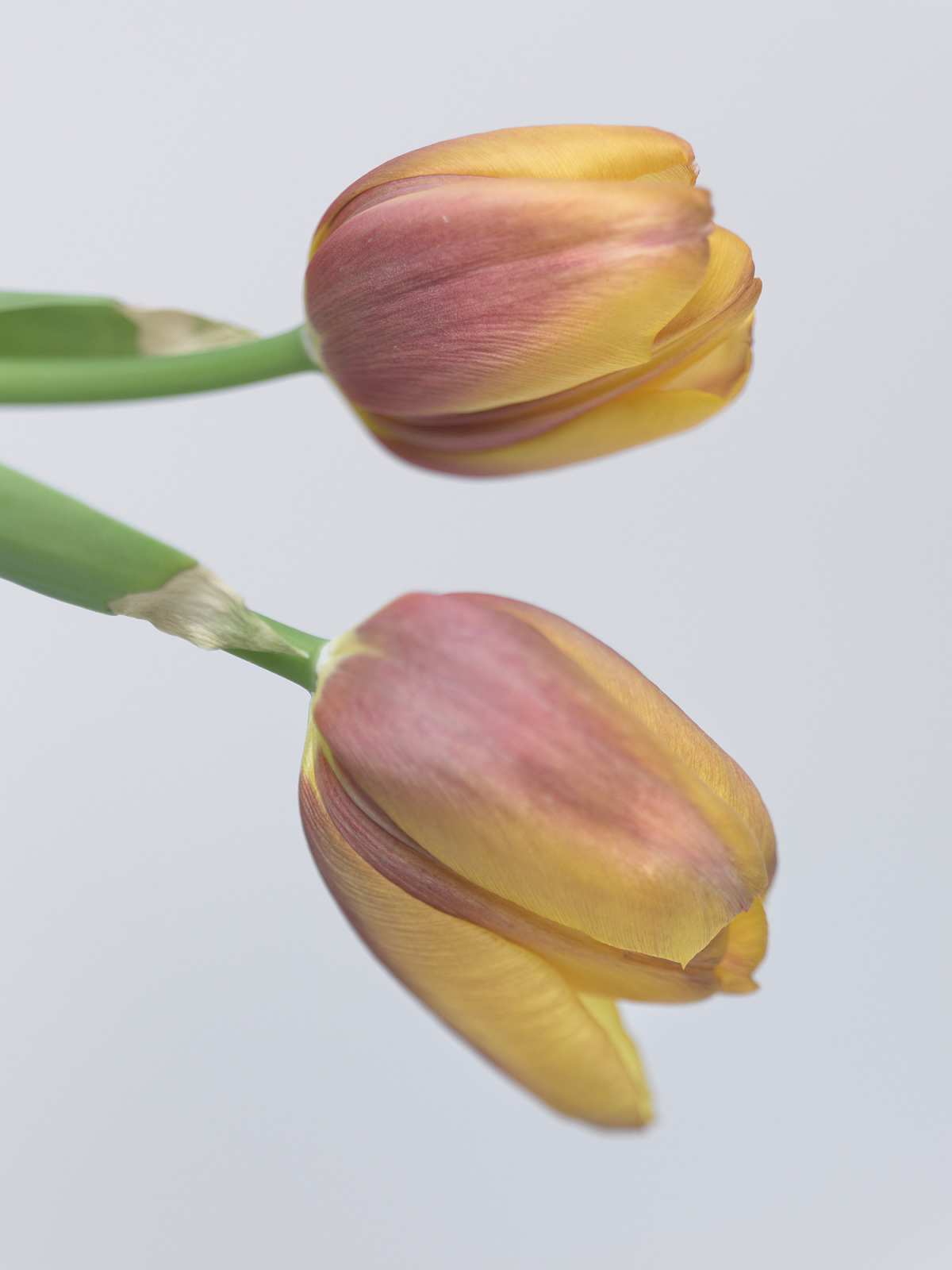 3-13-01227 Originele foto