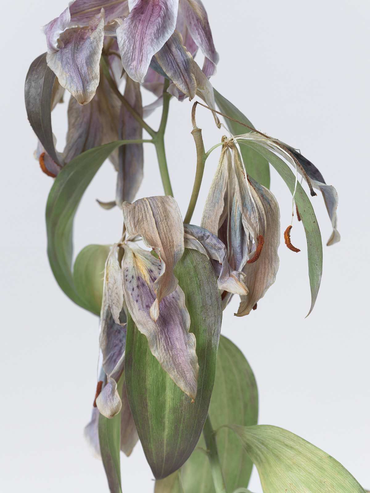 4-24-01404 Originele foto