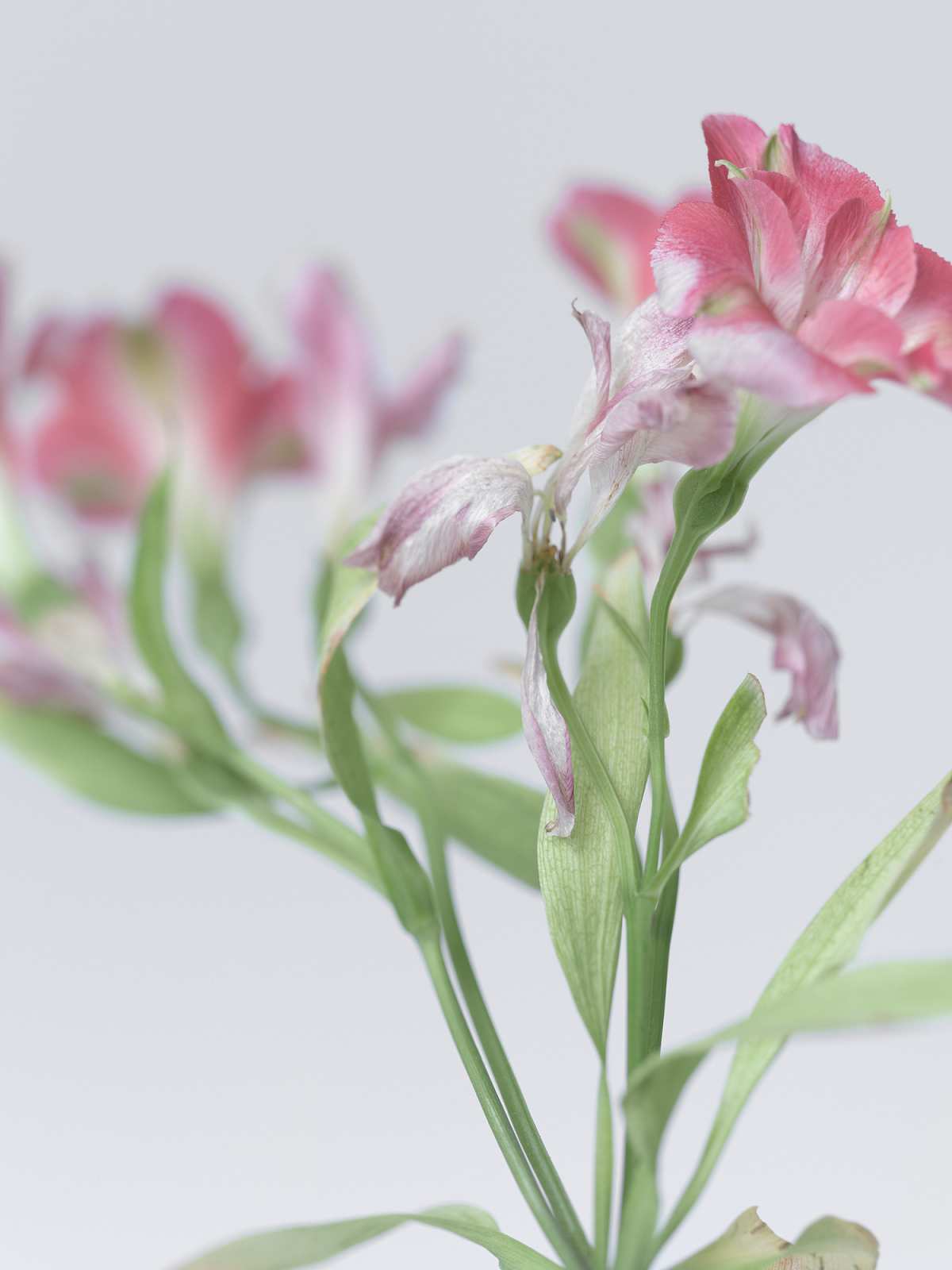 5-1-01551 Originele foto