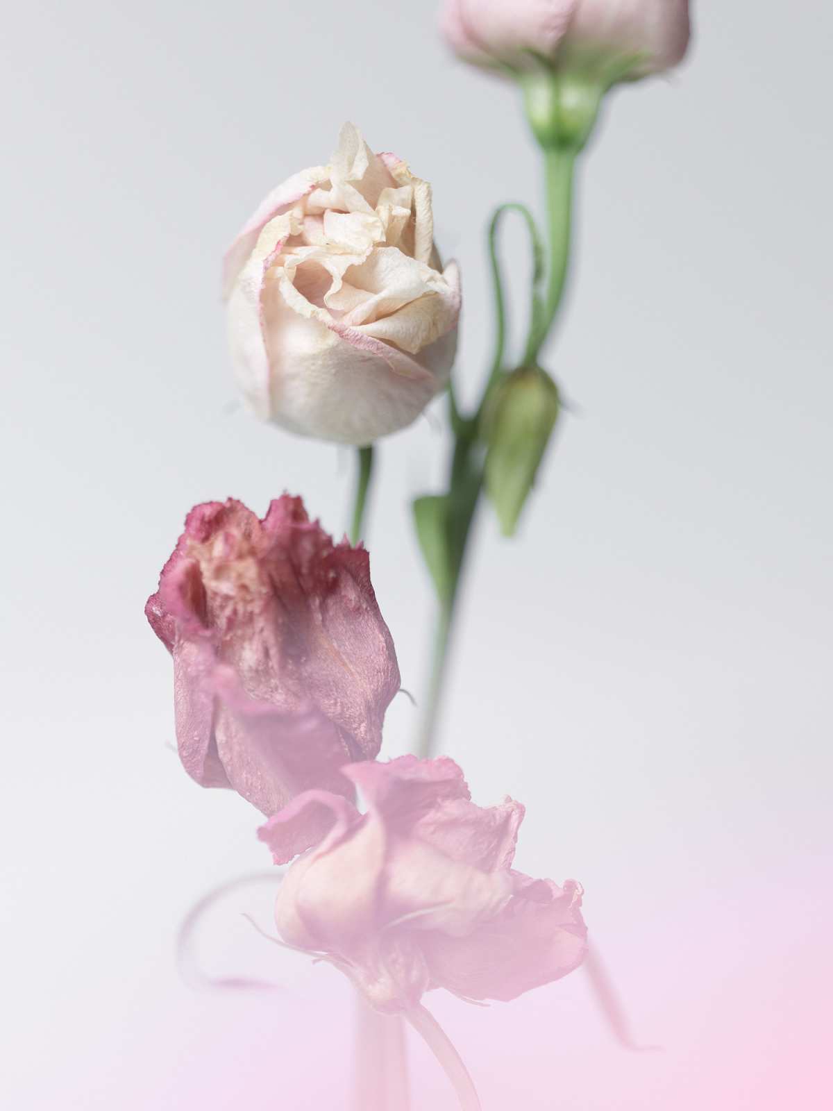 5-1-01559 Originele foto