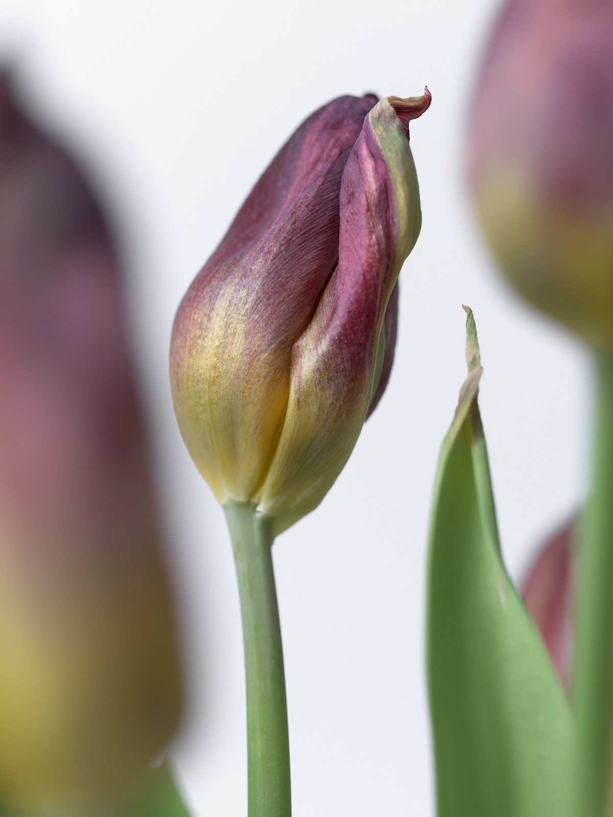 5-16-01601 Originele foto