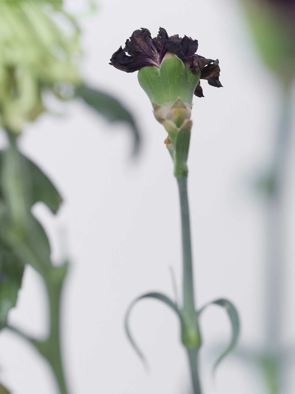 5-29-01638 Originele foto