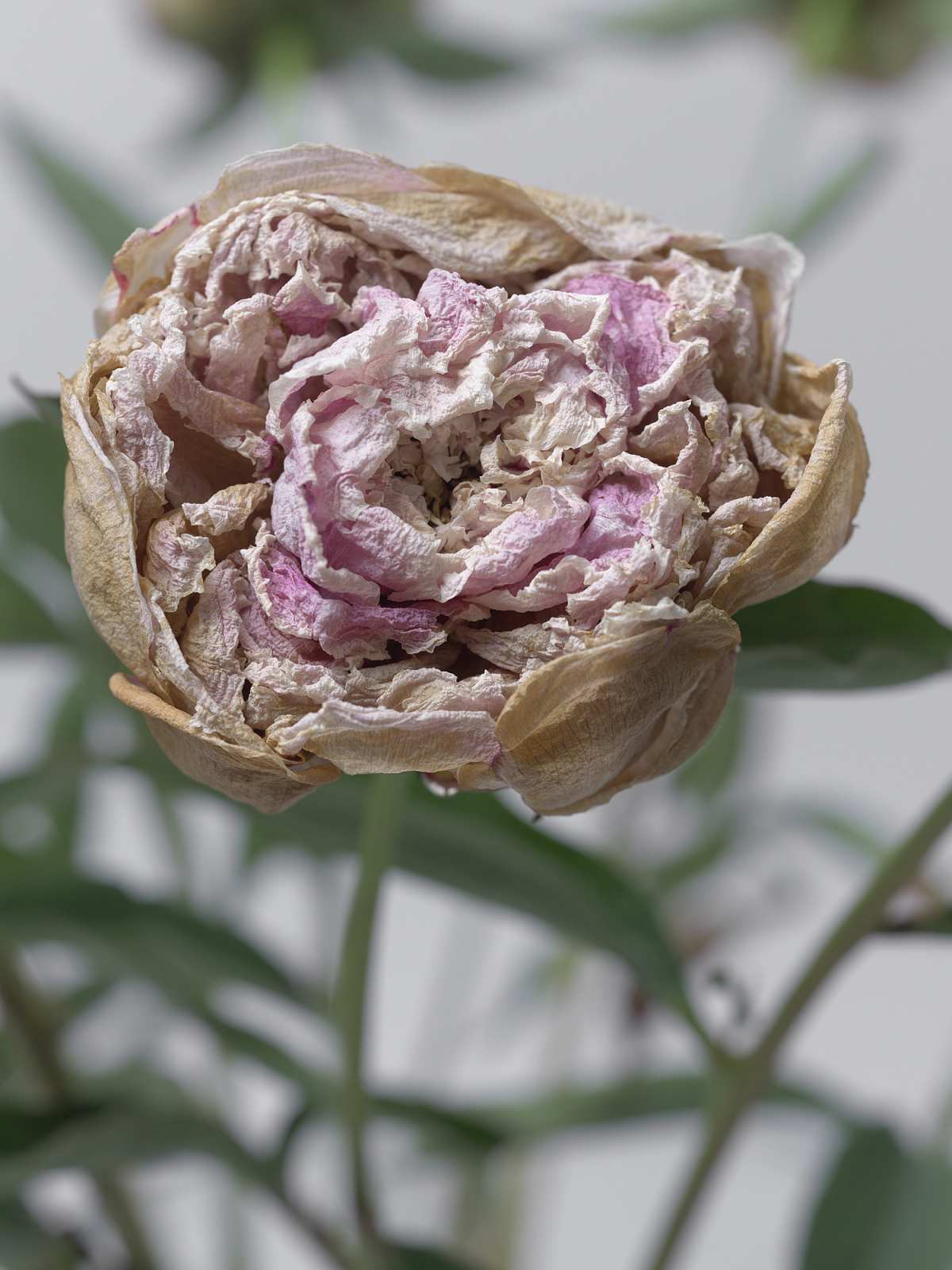 7-18-01926 Originele foto