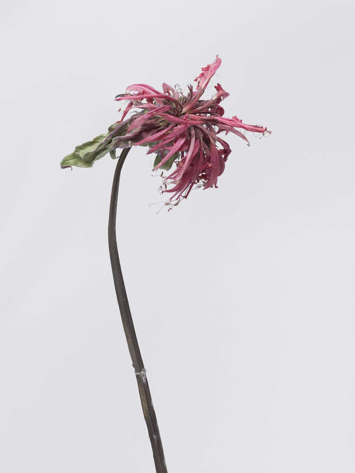 7-18-01945 Originele foto