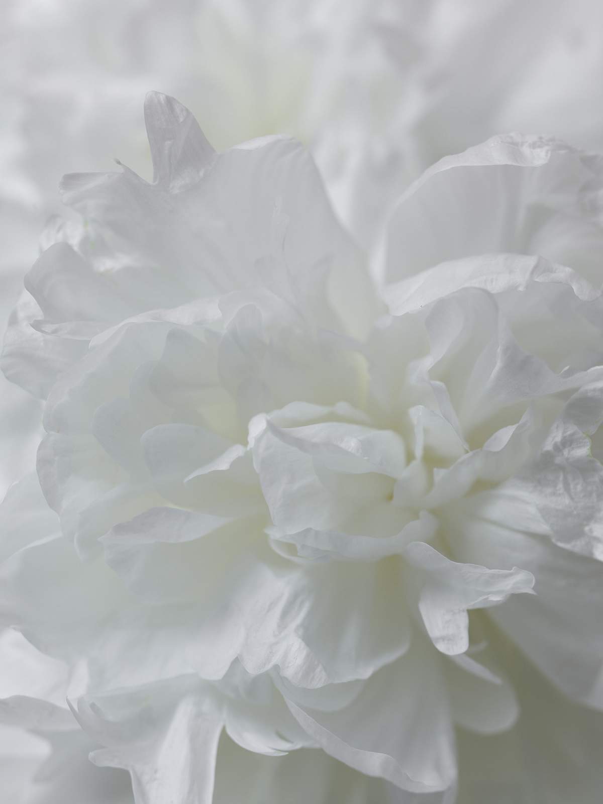 7-3-01755 Originele foto