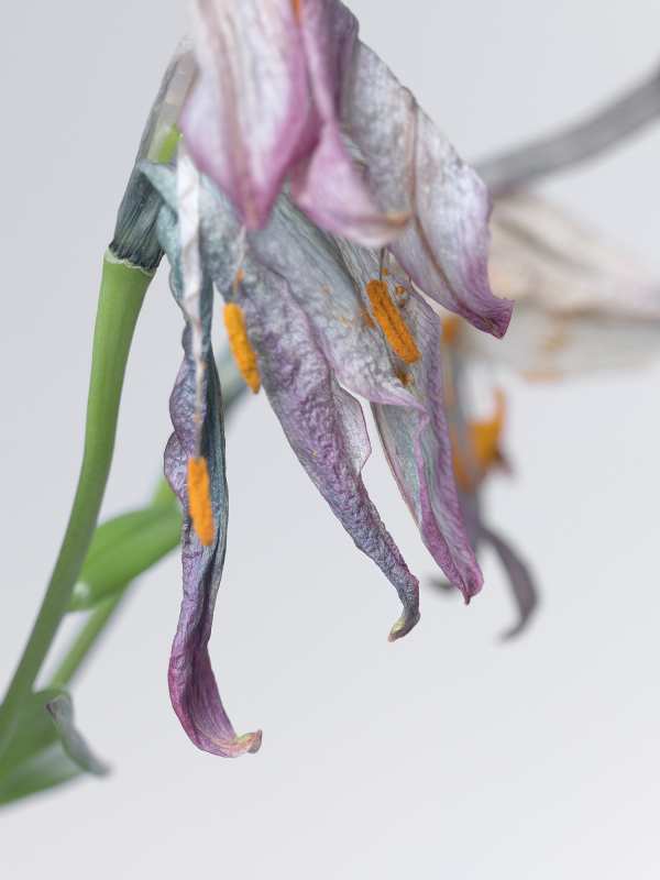 1-5-01530 Originele foto