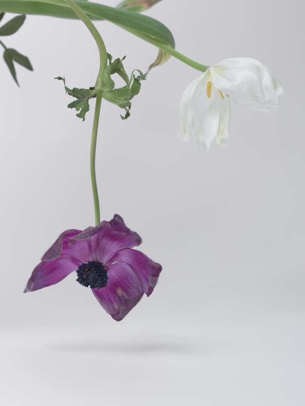 2-16-01019 Originele foto