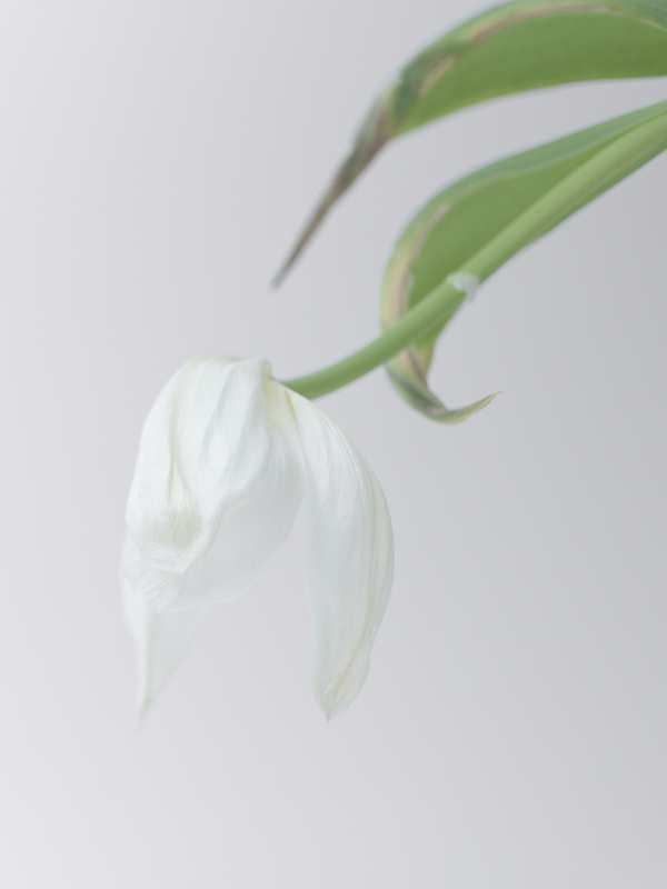 2-16-01033 Originele foto