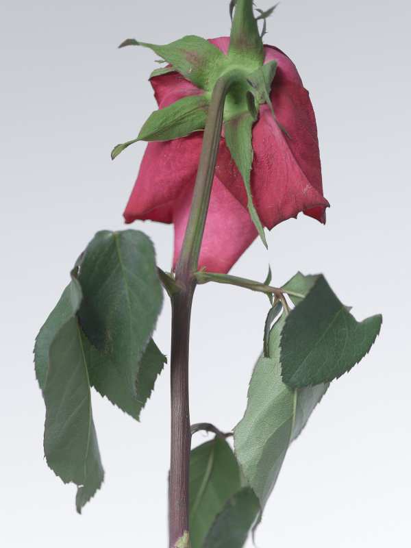 4-18-01356 Originele foto