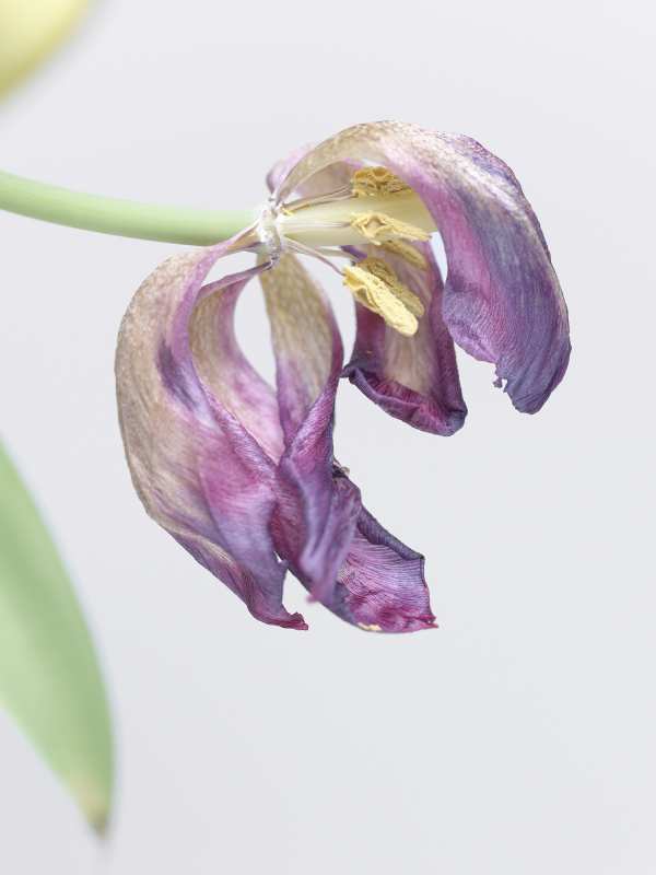 5-1-01507 Originele foto