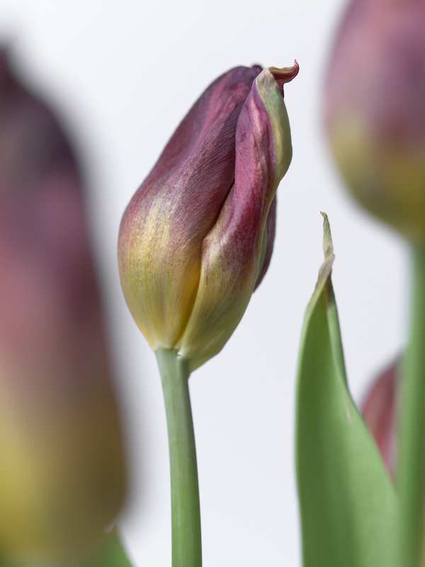 5-16-01601 Originele foto