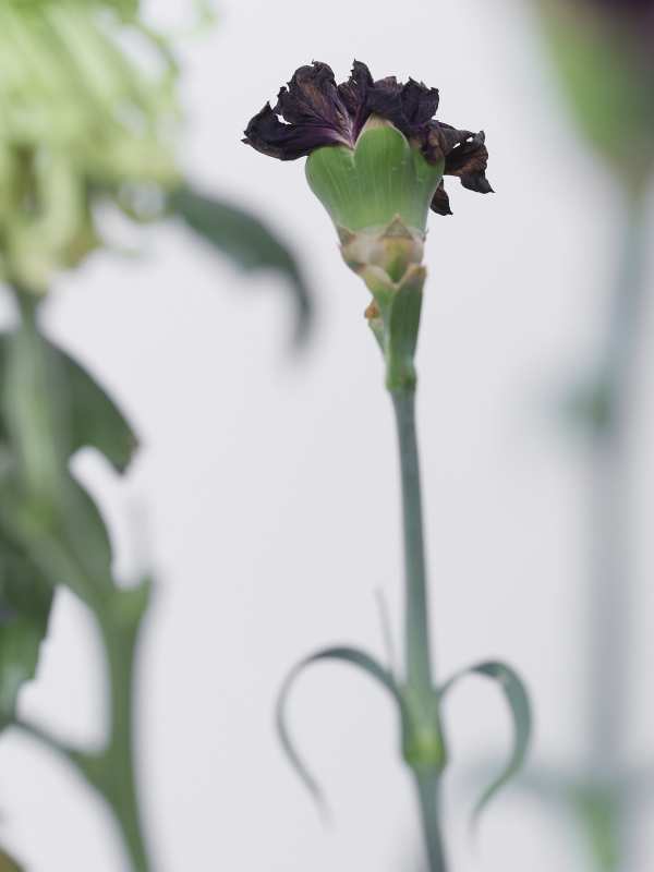 5-29-01638 Originele foto