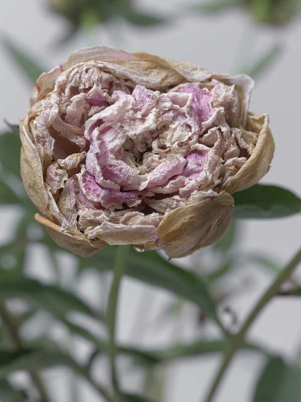 7-18-01926 Originele foto