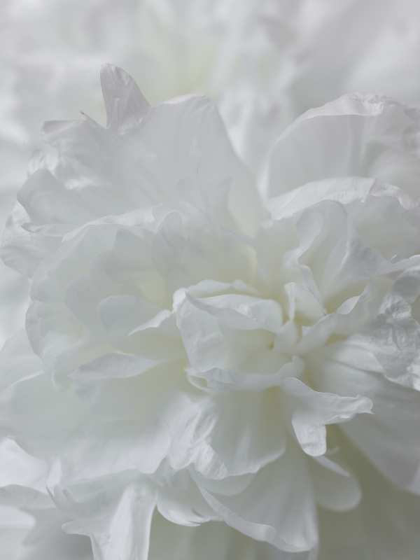 7-3-01755 Originele foto