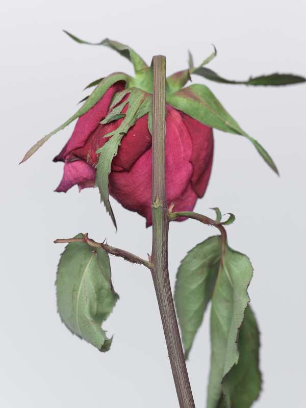 7-3-01813 Originele foto