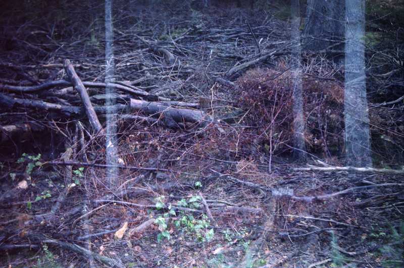 Ghost Trees originele scan