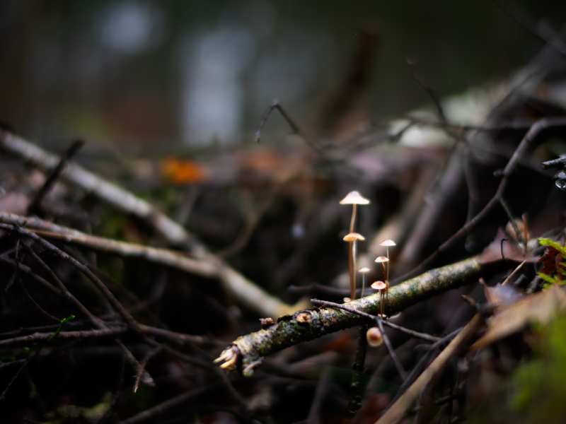Kleine paddestoelen op takje