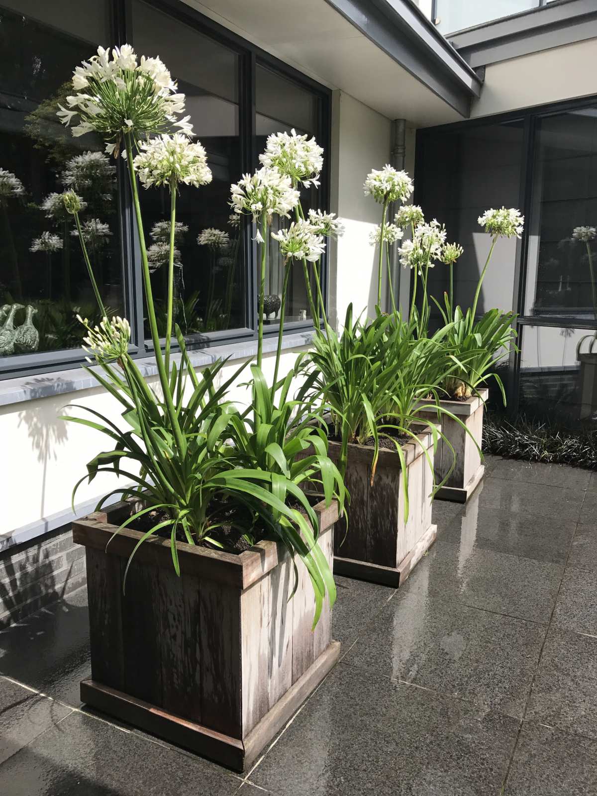 Bloembakken met grote witte bloemen