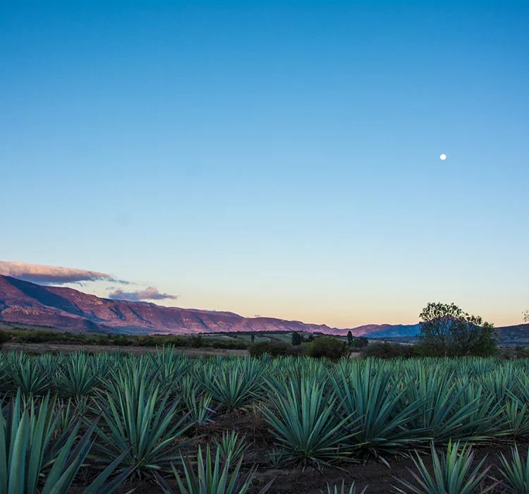 Región de México Tequila Reposado Jalisco