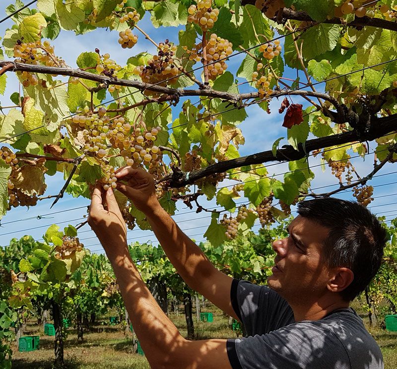 Rias Baixas Spain Bodega Maior de Mendoza