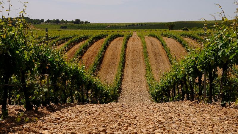 Rueda Spain Bodegas y Viñedos Pedro Escudero Verdejo lekkere Spaanse witte wijn