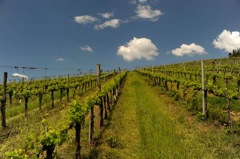 Toscane Italy Famiglia Falorni Governo Sangiovese