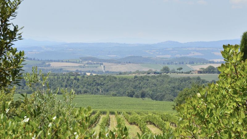 Wijngaarden Podere Brizio Toscane Montalcino Italië