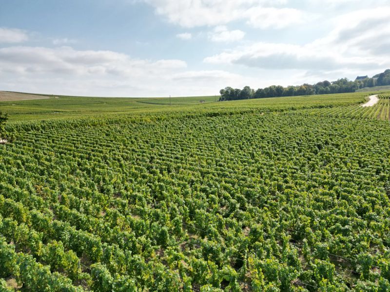 Roland Champion Grand Cru Champagne Chouilly France