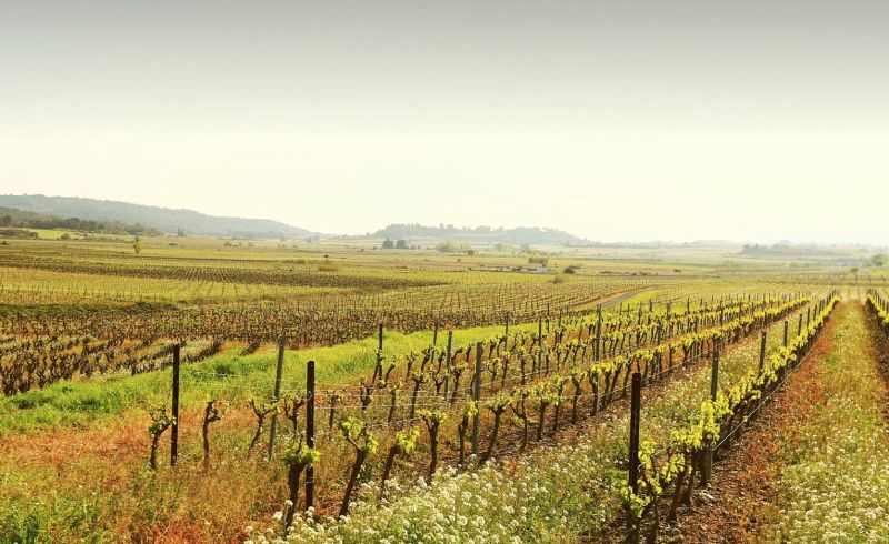 France Pay's d'Oc Les Vignerons de Camplong