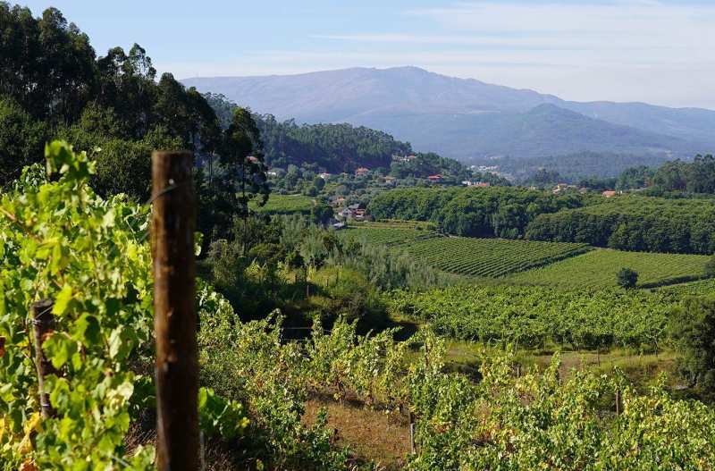 Vinho Verde Adega Ponte de Lima Portugal