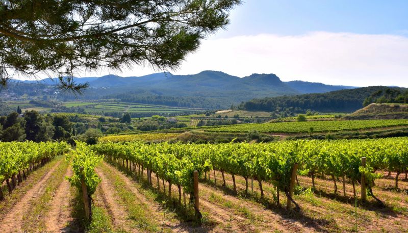 Penedes Born Rosé Spanje Barcelona Grenache Tempranillo