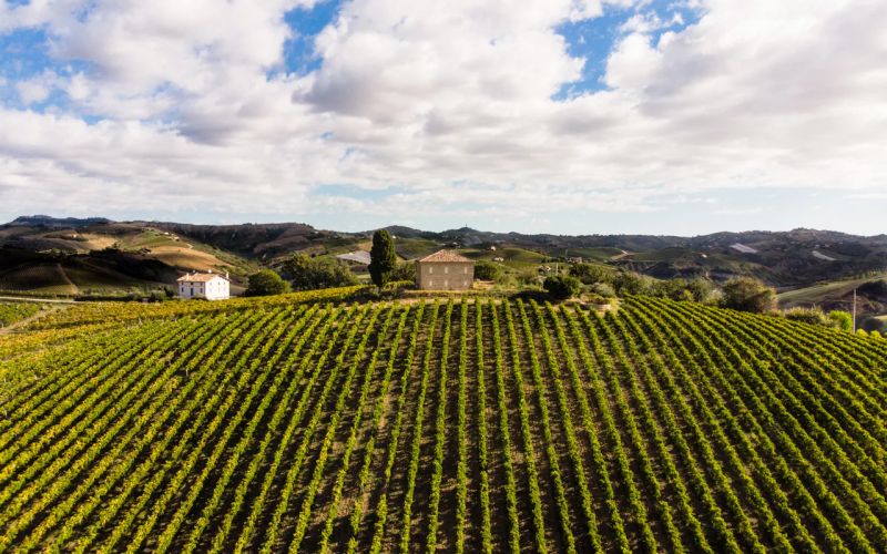 Piero Carminucci Marche Italy Rosso Piceno