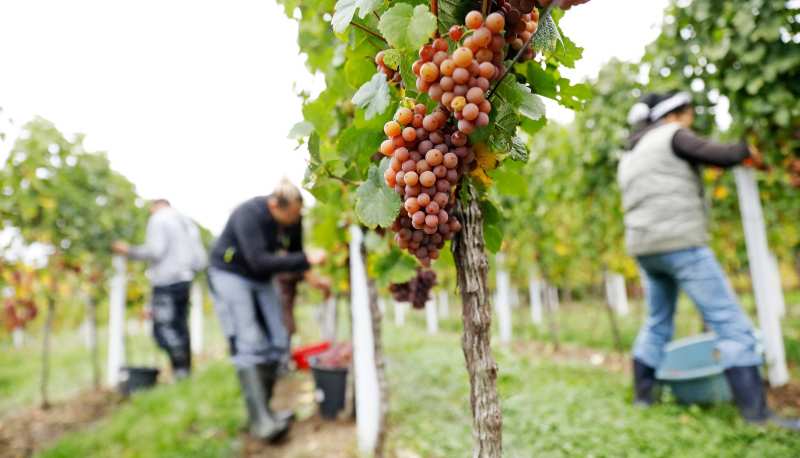 Winzergenossenschaft Herxheim am Berg Pfalz German Wines