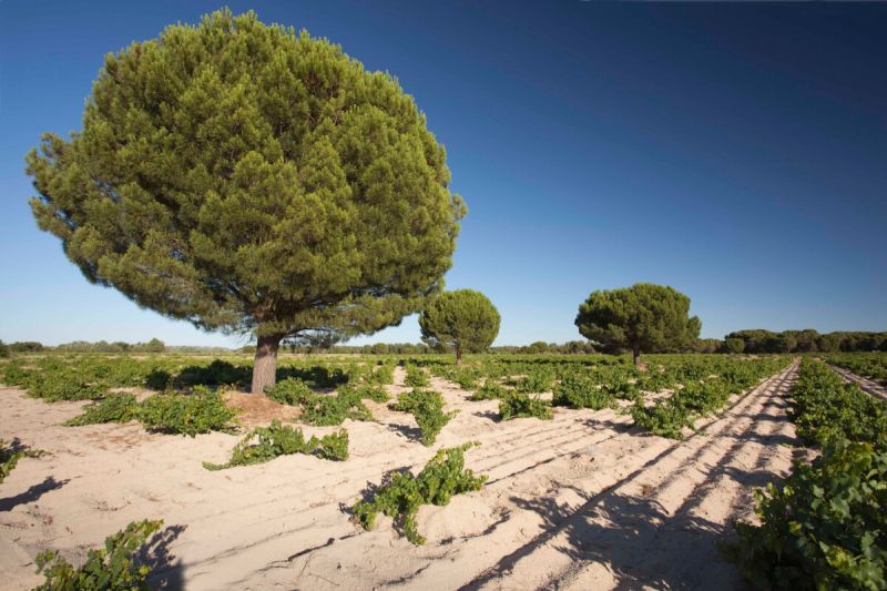 Spain Bodegas Garciarévalo Rueda Les Tres Cantos