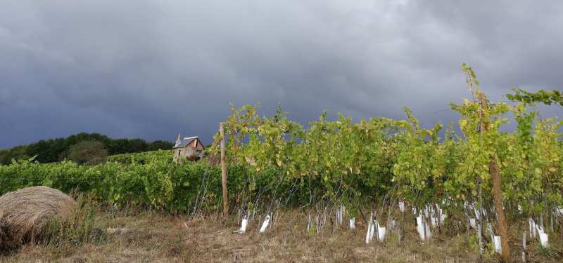 AOC Jasnières AOC Côteaux du Loir biodynamische wijnen Loire Frankrijk Domaine de Bellivière Chenin Blanc Pineau d’Aunis.