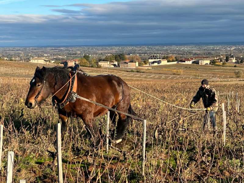 Beaujolais France Domaine Anita Moulin-à-Vent