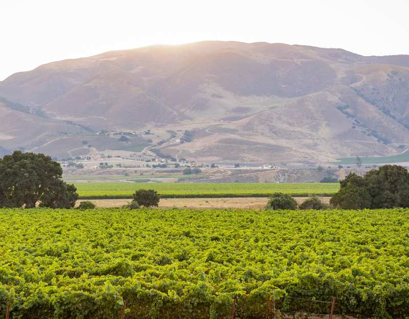 California Wente Vineyards Livermore Valley Napa Valley USA