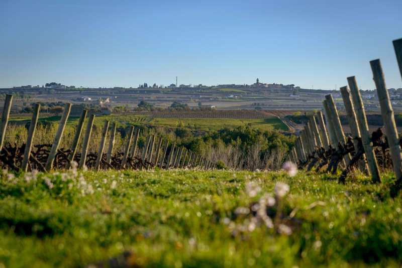 Cava Corpinnat Juvé & Camps Sant Sadurní d'Anoia Spain