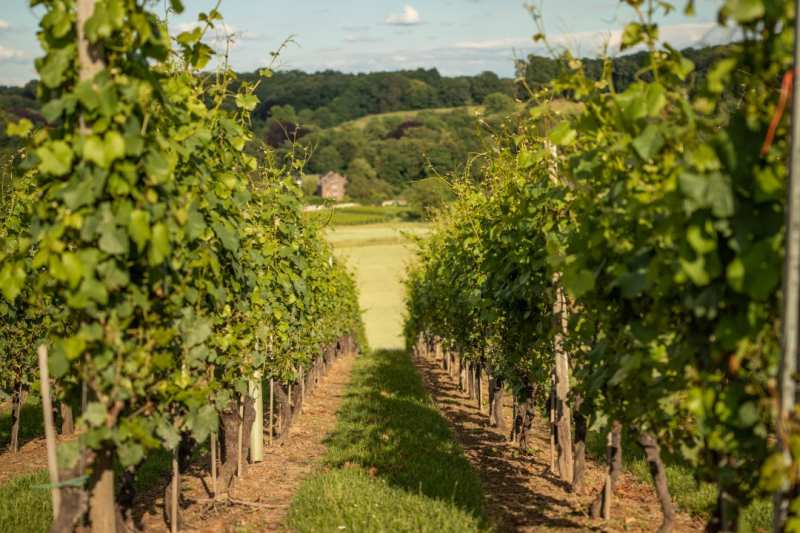 de Apostelhoeve Maastricht Nederlandse wijnen bestellen Cuvee XII 