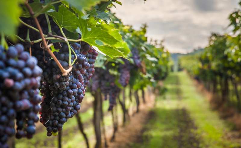 Domaine Guinand wines Herault Languedoc France