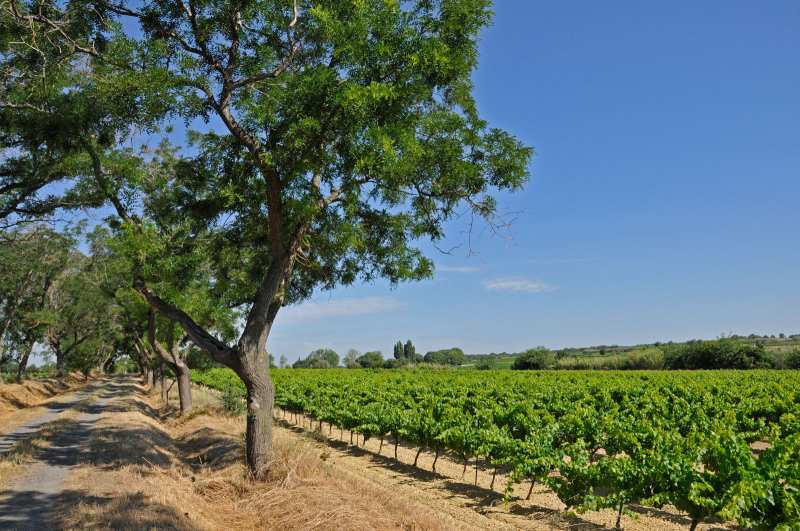 Domaine Montrose Olivier Coste Solis Lumen Rosé Pays d'Oc France