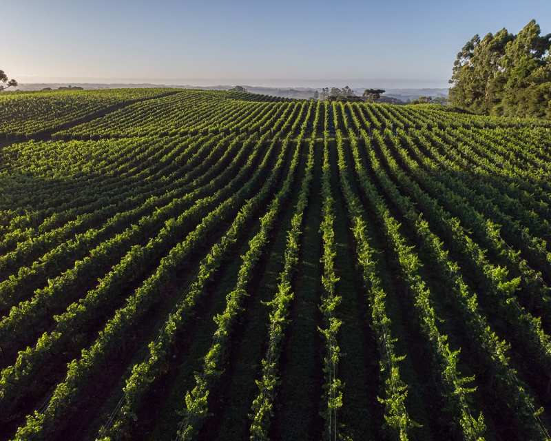 Familia Geisse Costero Amadeu Brasilian Wines