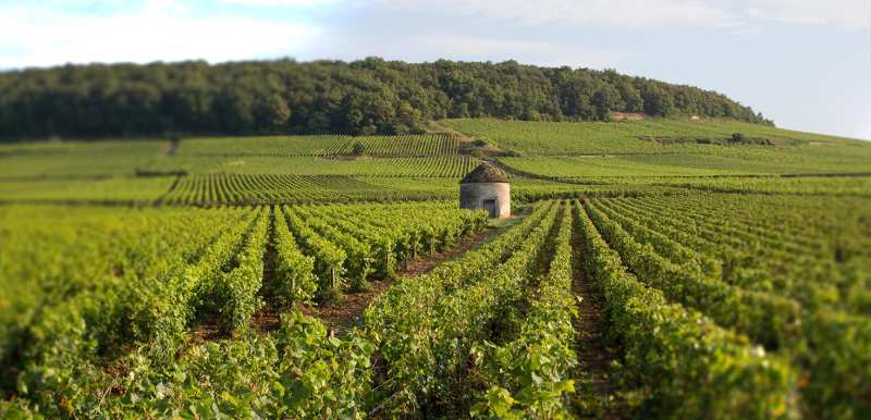 France Bourgogne Doudet-Naudin Chardonnay Savigny