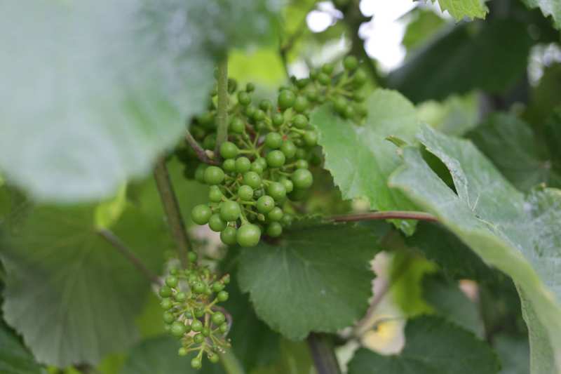 Ourense Galicia Bodegas Milenium Spain