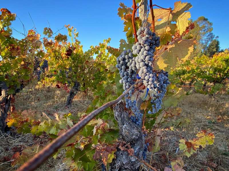 Región del Maule Chile Garage Wine Company 