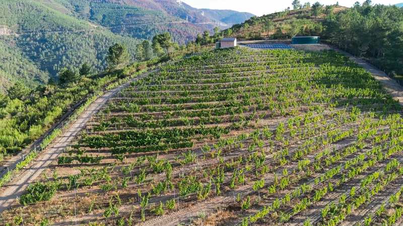 Ribeira Sacra Bodegas Rectoral de Amandi Mencia Spain