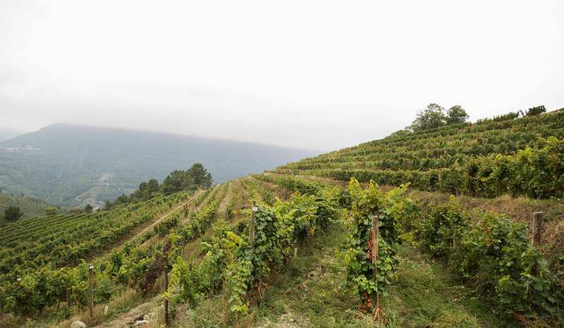 Ribeiro Spain Bodega Alanís Treixadura Godello