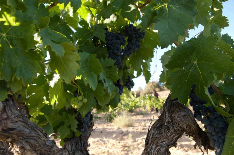 Ribera del Duero Dominio del Águila Spain
