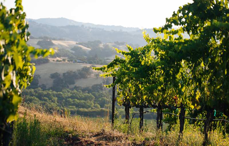 Seghesio Vineyards Sonoma County California United States